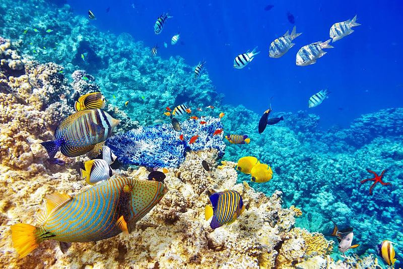 Life In Egypt: South Sinai & the Red Sea: Sun, Sand, and Freedom